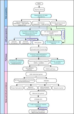 Integrative Analysis of m6A Regulator-Mediated RNA Methylation Modification Patterns and Immune Characteristics in Lupus Nephritis